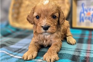 Pepper - Cavapoo for sale