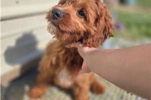 Austin - puppy for sale