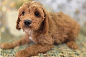 Adam - puppy for sale