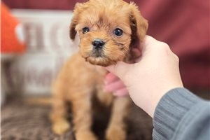 Addison - Cavapoo for sale
