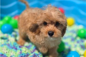Novo - Cavapoo for sale