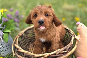 Austin - Cavapoo for sale