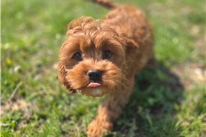 Charlie - Cavapoo for sale
