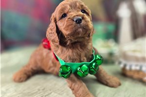 Porter - Cavapoo for sale