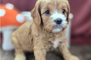 Augustus - Cavapoo for sale