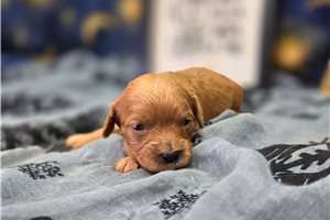 Pudding - Cavapoo for sale