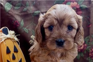 Destiny - Cavapoo for sale