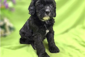 Marie - Cavapoo for sale