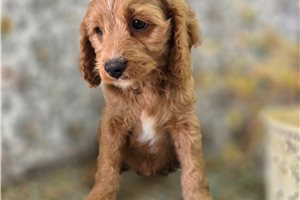 Amir - puppy for sale