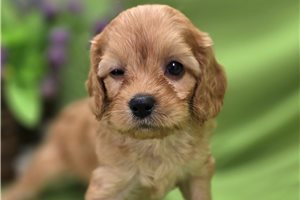 McDuff - Cavapoo for sale