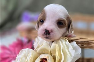 Nikki - puppy for sale