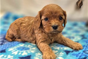 Bitsy - Cavapoo for sale