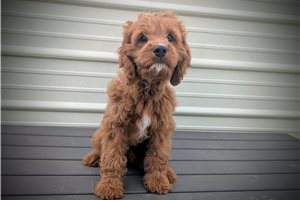 Austin - Cavapoo for sale