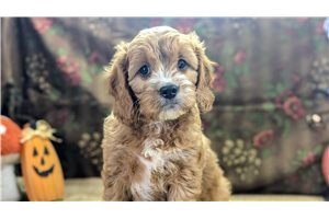 Augustus - Cavapoo for sale