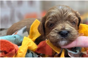 Alana - puppy for sale