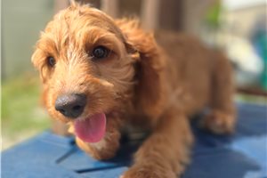 Amir - puppy for sale