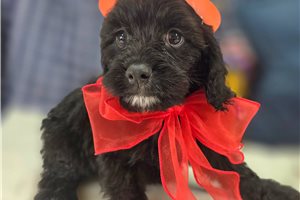 Mayhew - Cavapoo for sale