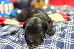 Mayweather - puppy for sale