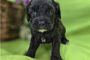 Edith - Cavapoo for sale