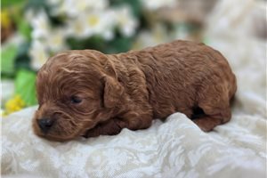 Amber - puppy for sale