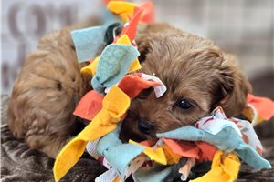 Drake - Cavapoo for sale