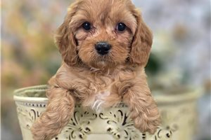 Bobby - Cavapoo for sale