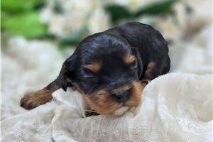Goodall - puppy for sale