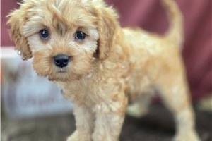 Wayne - Cavapoo for sale
