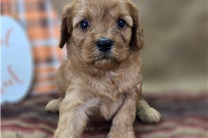 Annie - Cavapoo for sale