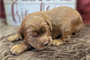 Dudley - Cavapoo for sale