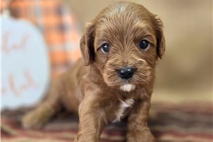 Alana - Cavapoo for sale