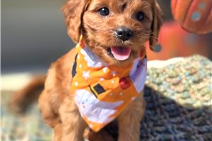 Amos - Cavapoo for sale