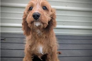 Amir - Cavapoo for sale