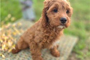 Austin - Cavapoo for sale