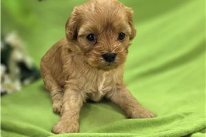 Curie - Cavapoo for sale