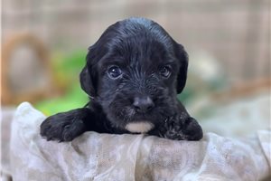 Marianna - Cavapoo for sale