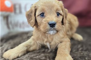 Archer - Cavapoo for sale