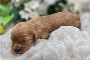 Curie - Cavapoo for sale