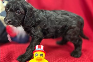Marianna - Cavapoo for sale