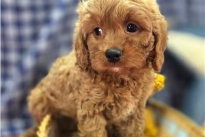 Clint - Cavapoo for sale