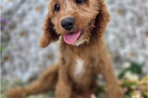Amir - Cavapoo for sale