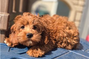 Charlie - Cavapoo for sale