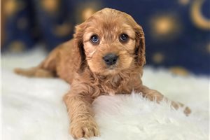 Chester - Cavapoo for sale