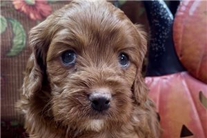 Dudley - Cavapoo for sale