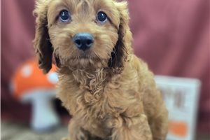 Wanda - Cavapoo for sale