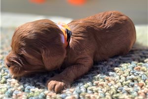 Dudley - Cavapoo for sale