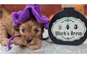Diana - Cavapoo for sale