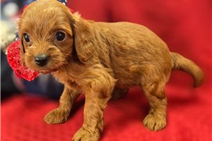 Garnet - Cavapoo for sale