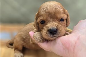 McDuff - Cavapoo for sale
