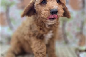 Adam - Cavapoo for sale